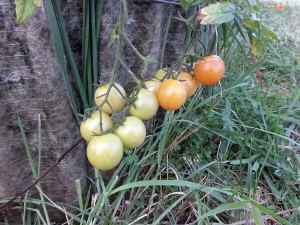 Tomaten, Freiland, Stand 2016/10