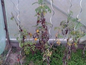 tomate_20171001_marita_kultur_zelt