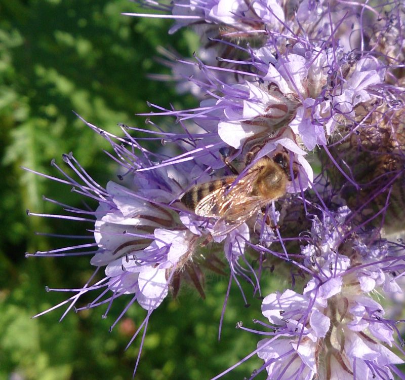 Honigbiene auf Bienenfreund (Phacelia)