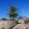 Sibirische Zirbelkiefer (Pinus cembra sibirica)