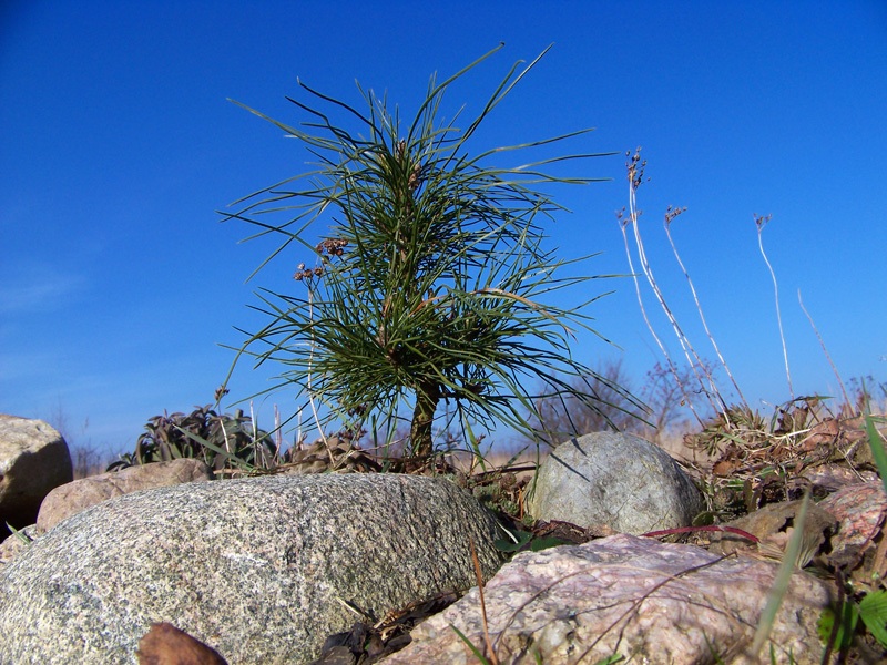 Sibirische Zirbelkiefer (Pinus cembra sibirica)