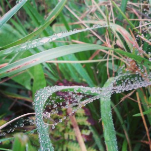 Wassertropfen auf Spinnenfäden im Gras