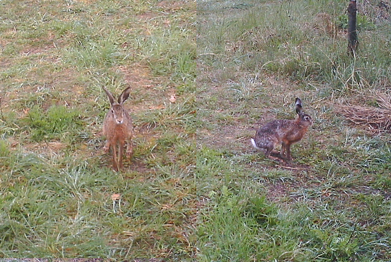 Feldhase, Aufnahme mit einer unserer Dörr-Wildkameras