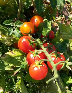 Reife Tomaten, Freiland, Stand 2016/08