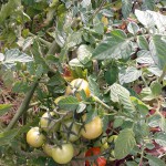 Tomate frei von Braunfäule danke Kupferdraht