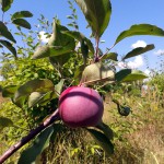Apfel "Redlove" gesund und mit Fruchtbehang im Juli