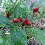 Chili-Pflanze nach der Behandlung, gesund und mit Fruchtbehang