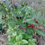 Chili-Pflanze in einem schmalen Kastenbeet zusammen mit Basilikum