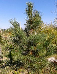 Sibirische Zirbelkiefer (Pinus cembra sibirica), auch als "klingende Zeder Russlands" bekannt