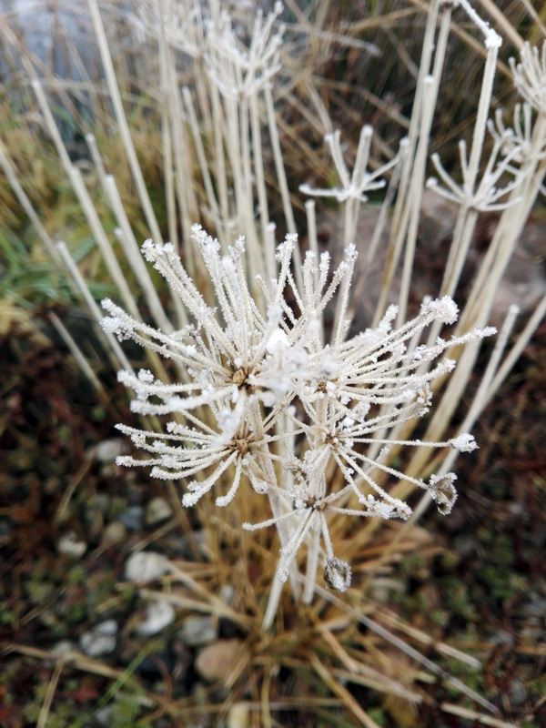 Garten im Winter