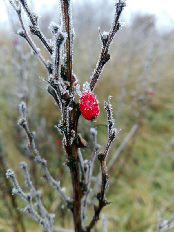 Garten im Winter, Berberitze mit Frucht unter Eiskristallen