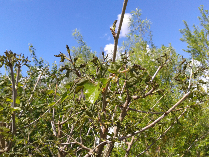 Weiße Maulbeere (Morus alba) nach Spätfrost im Mai