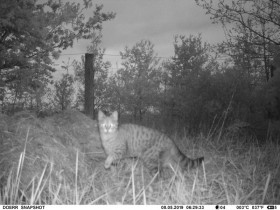 Katze, Nachtaufnahme mit Schwarzlicht (DOERR Wildkamera)