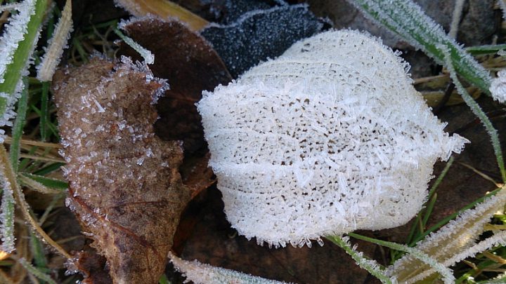 Eiskristalle auf Lampionblume, Aufnahme in 2015