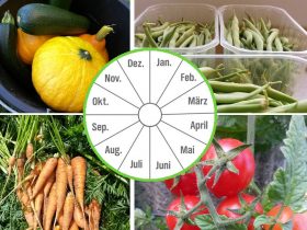 Kalender in Monaten, mit Gartenfrüchten im Hintergrund