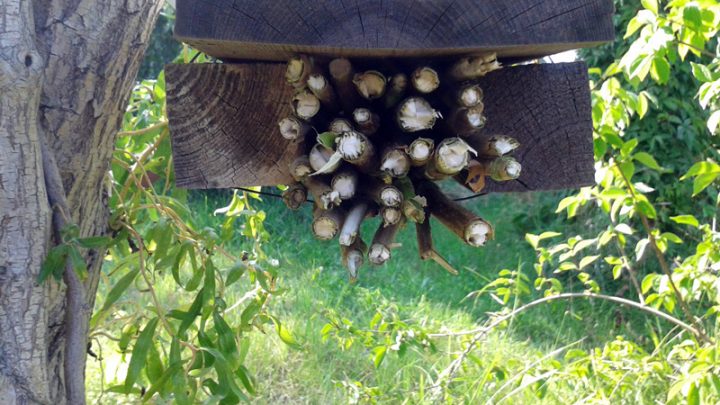 Insektenhotel mit Holunderzweigen hängt an Ast einer Korkenzieherweide