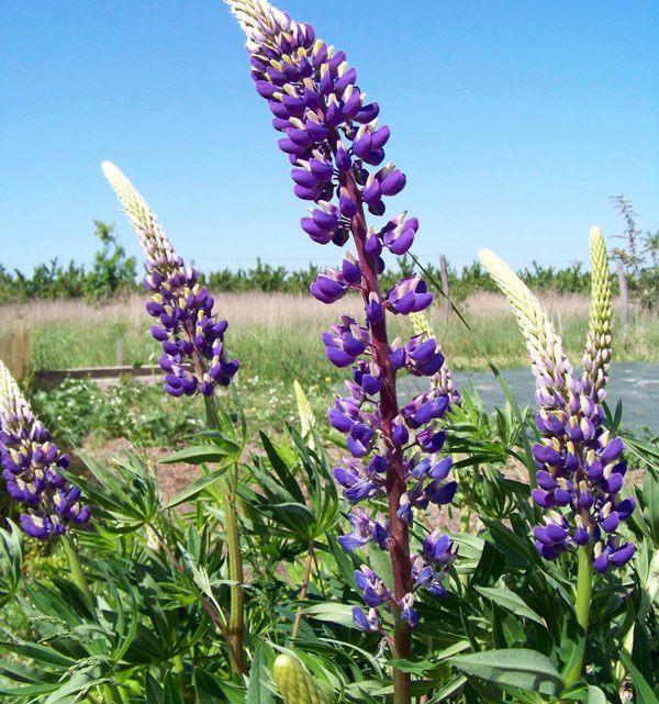 Mehrjährige Blaue Lupine