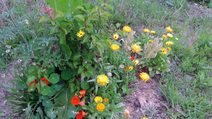 Baumscheiben-Unterpflanzung mit Meerettich, Kapuzinerkresse und Ringelblume