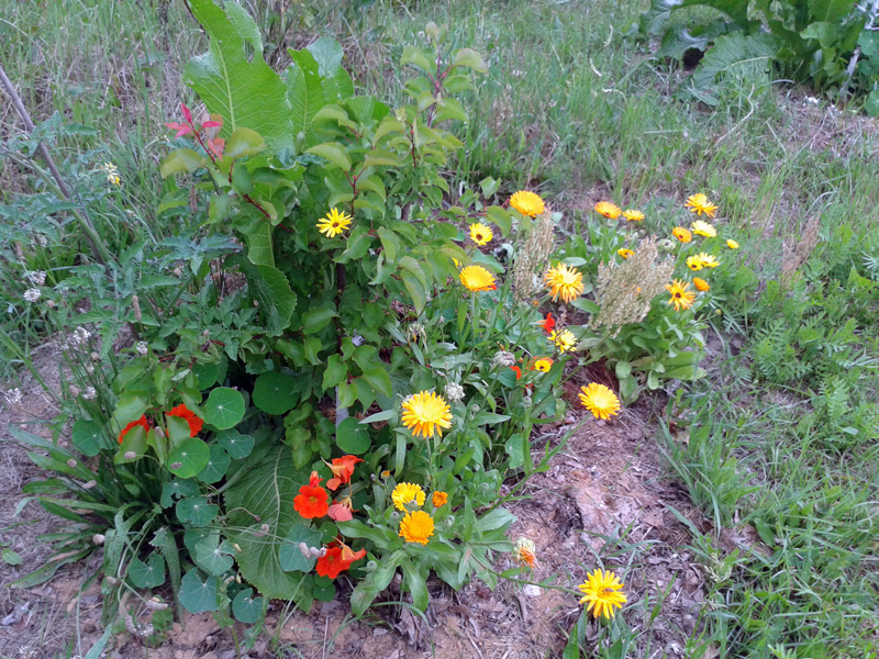 Baumscheiben-Unterpflanzung mit Meerettich, Kapuzinerkresse und Ringelblume
