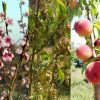 Kollage: Pfirsich in der Blüte, Kräuselkrankheit am Laub und reifende Früchte