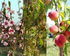 Kollage: Pfirsich in der Blüte, Kräuselkrankheit am Laub und reifende Früchte