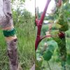 Leimring an jungem Pflaumenbaum zum Schutz vor Ameisen, welche Blattläuse fördern und Marienkäfer vertreiben.