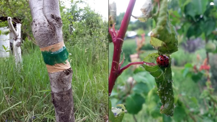 Leimring an jungem Pflaumenbaum zum Schutz vor Ameisen, welche Blattläuse fördern und Marienkäfer vertreiben.