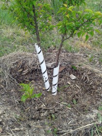 Baumschutz: Manchette oder Baumspirale an Obstkultur